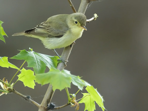 Kultarinta, Icterine Warbler, Hippolais icterina
